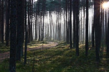 Magnificent frosty december morning. A sunlight punching a gaze lights the forest road among black trunks of pines.