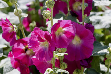 Red flower of the Hollyhock - Alcea rosea - in the summer..