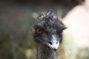 An Emu bird, Dromaius novaehollandiae en Melbourne