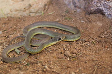 Western Yellow-bellied Racer (Coluber constrictor  mormon)