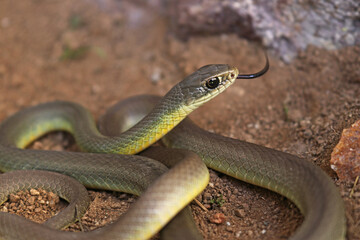 Western Yellow-bellied Racer (Coluber constrictor  mormon)
