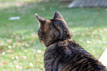 Close up view of a curious gray striped domestic tabby cat looking out from a cedar wood deck enjoying a sunny day