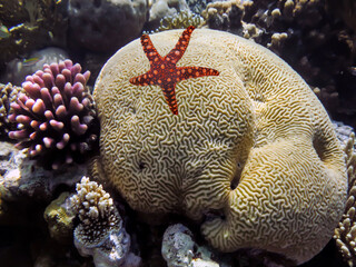 Obraz premium Photo of a coral colony, Red Sea, Egypt