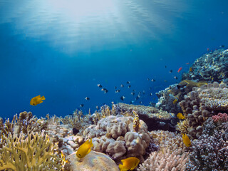 Naklejka na ściany i meble Photo of a coral colony, Red Sea, Egypt