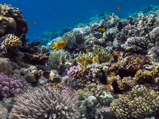 Naklejka na ściany i meble Photo of a coral colony, Red Sea, Egypt