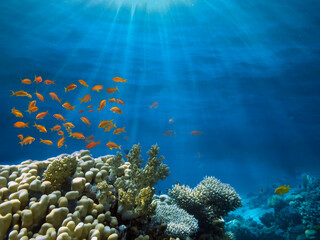 Fototapeta na wymiar Photo of a coral colony, Red Sea, Egypt