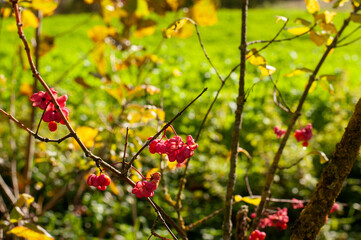 the pink poisonous fruits of a common spindle