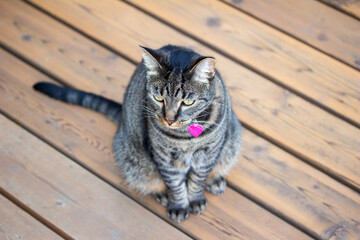 Close up view of a curious gray striped domestic tabby cat looking out from a cedar wood deck enjoying a sunny day