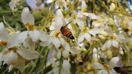 ladybird on flower