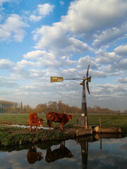 dutch windmill in the country and cows 
