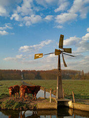 windmill in the field and cows