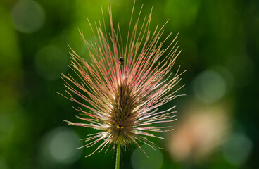 Grass Head in The Sunlight