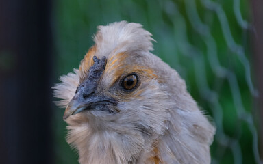 Easter Egger Hen