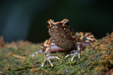 The spotted stream frog ( Hylarana picturata) inside a bush,amphibian