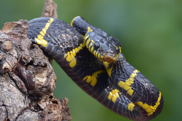 Obraz premium Angry the gold-ringed cat snake, trying to attack, front view of boiga dendrophillia