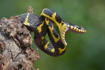 Angry the gold-ringed cat snake, trying to attack, front view of boiga dendrophillia