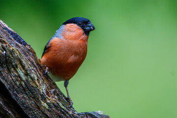 Dompfaff (Pyrrhula pyrrhula) Männchen