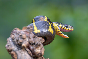 Angry the gold-ringed cat snake, trying to attack, front view of boiga dendrophillia
