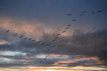 Geese,birds in the sky, sunset sky,flock of birds, clouds in the sky