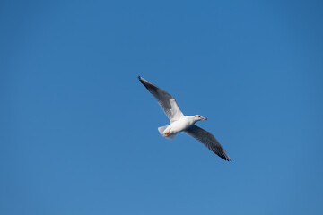 Seagulls Flying High in the Blue Sky