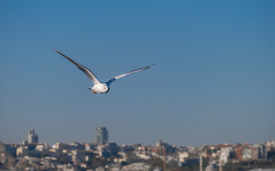 Seagulls Flying High in the Blue Sky