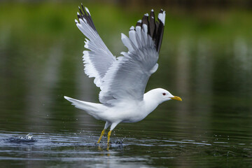 Sturmmöwe (Larus canus)