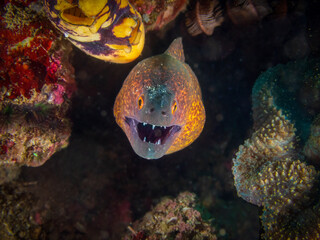 Giant moray eel (Gymnothorax javanicus) near Anilao, Batangas, Philippines.  Underwater photography and marine life.