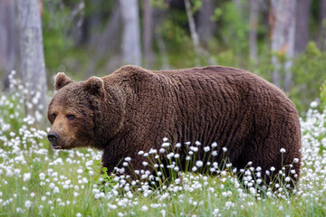 Braunbär (Ursus arctos)