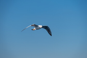 Seagulls Flying High in the Blue Sky