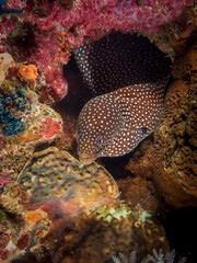 Yellow spotted moray eel (Gymnothorax moringa) near Anilao, Batangas, Philippines.  Underwater photography and marine life.