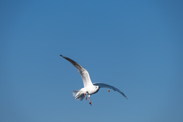 Seagulls Flying High in the Blue Sky