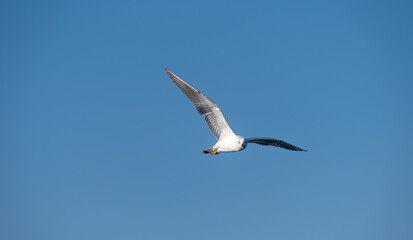 Fototapeta na wymiar Seagulls Flying High in the Blue Sky