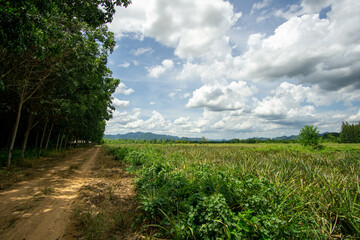 Pineapple farm on an adventurous journey