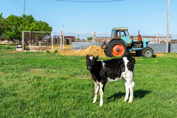 Cows graze on a green meadow. Rural landscape. Pasture in the village in summer and blue sky