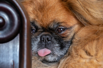 Pekingese sleeping on the couch at home with his tongue sticking out, pet
