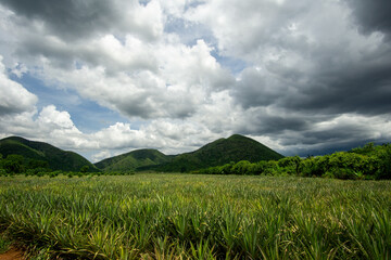 Pineapple farm on an adventurous journey