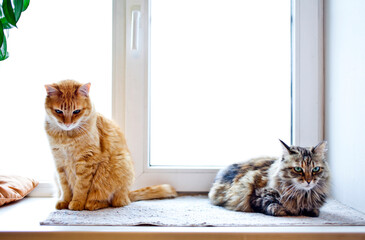 Two cats sitting on the windowsill.