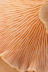 Láminas macro de hongo pleurotus djamor textura. © David