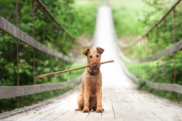 An Irish Terrier sits on a bridge and holds a stick