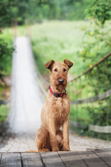 Portrait of an Irish Terrier on a bridge in summer