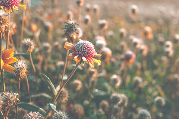 Beautiful dry flower covered with hoarfrost.