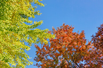 青空と紅葉し始めた木