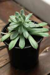 Green narrow succulent plant on wood table