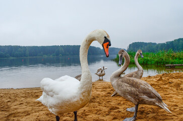 Obraz premium geese on the lake