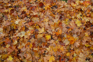 autumn leaves in full screen