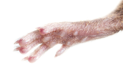 Mouse paw isolated on a white background.