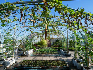 Obraz premium Home herbal and spices gardening at the roof of building. Easy and organic growing vegetable. Selective focus. Homegrown vegetable in city concept.