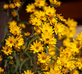 Beautiful yellow flowers in nature