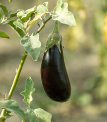 Close-up of eggplant on a plant