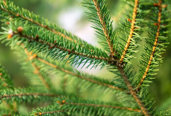 Green needles on the branches of a coniferous tree